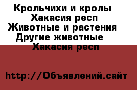 Крольчихи и кролы - Хакасия респ. Животные и растения » Другие животные   . Хакасия респ.